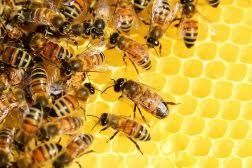 Honey Bee Wonders